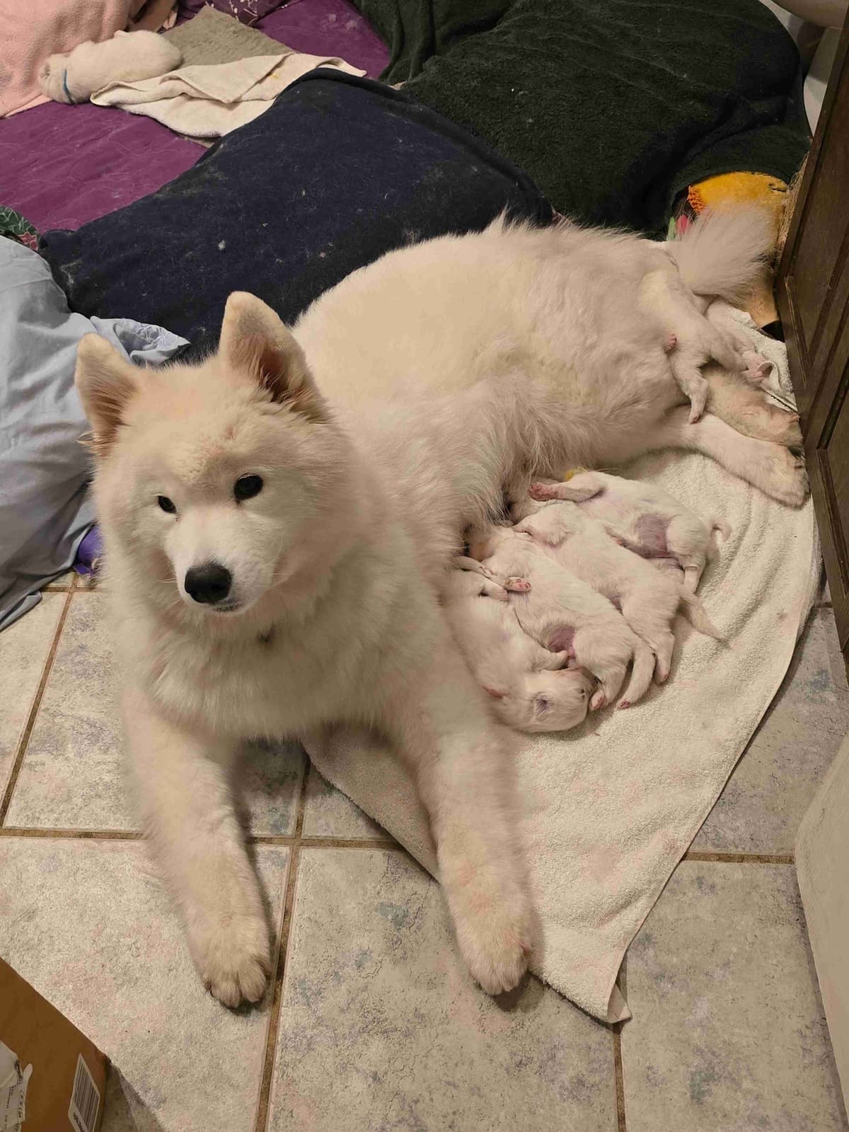 Samoyed Puppies breeder image 22