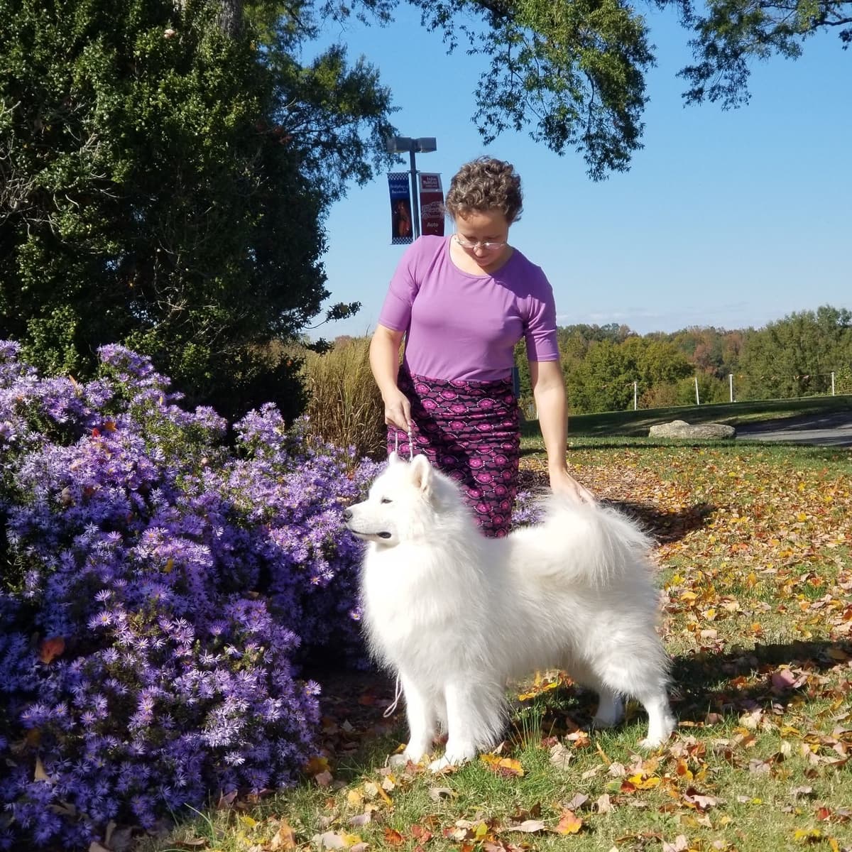 Samoyed Puppies breeder image 19