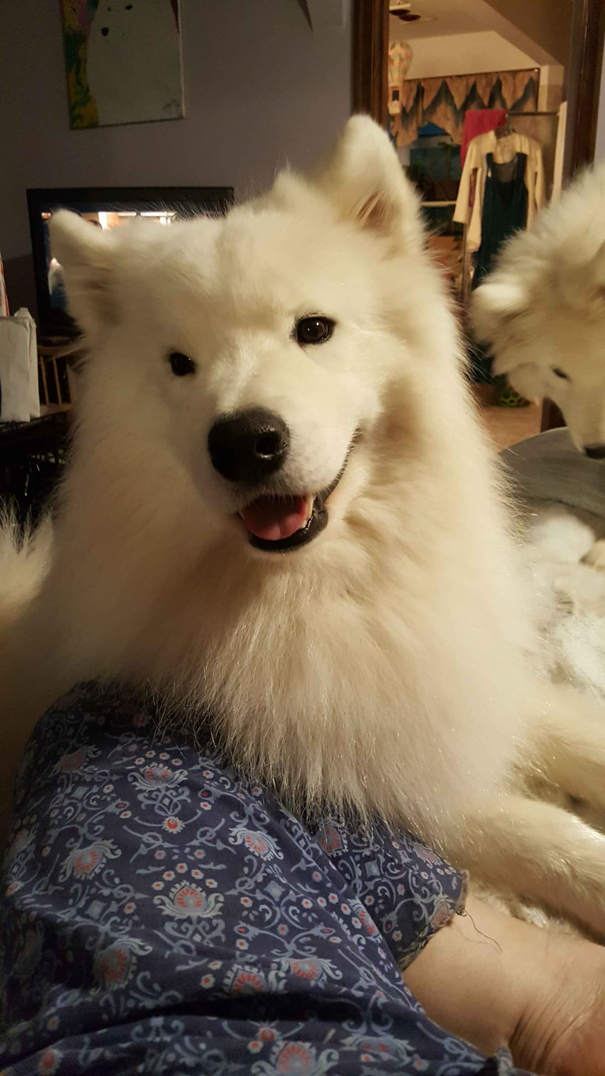 Samoyed Puppies breeder image 23
