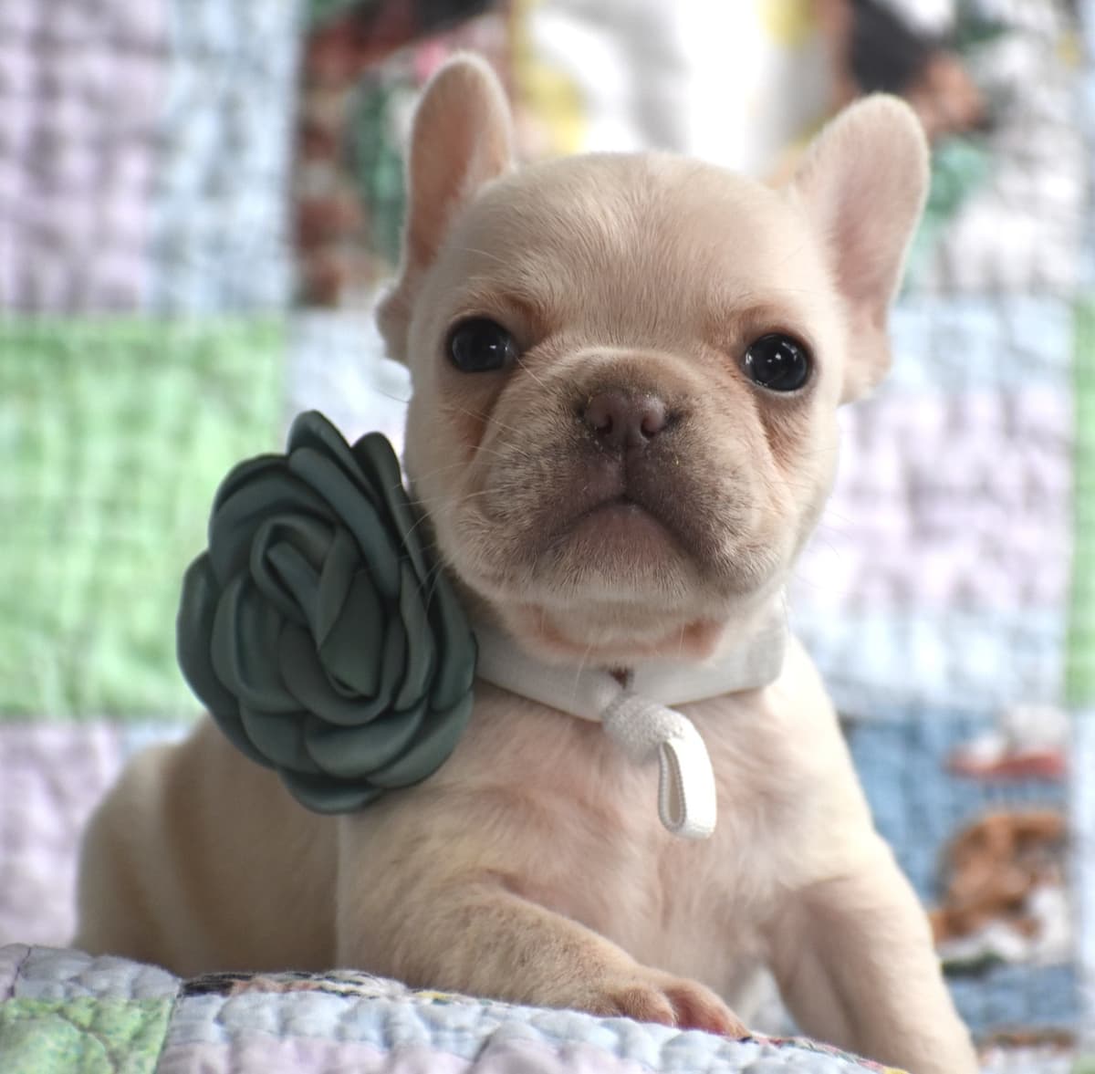French Bulldog Puppies breeder image 2
