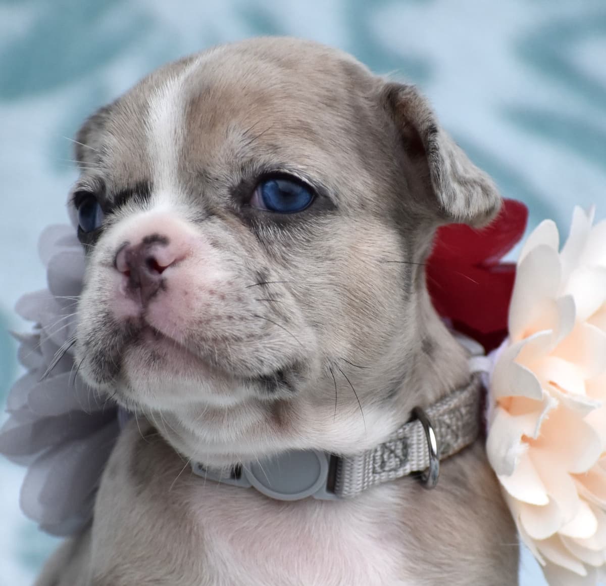 French Bulldog Puppies breeder image 3