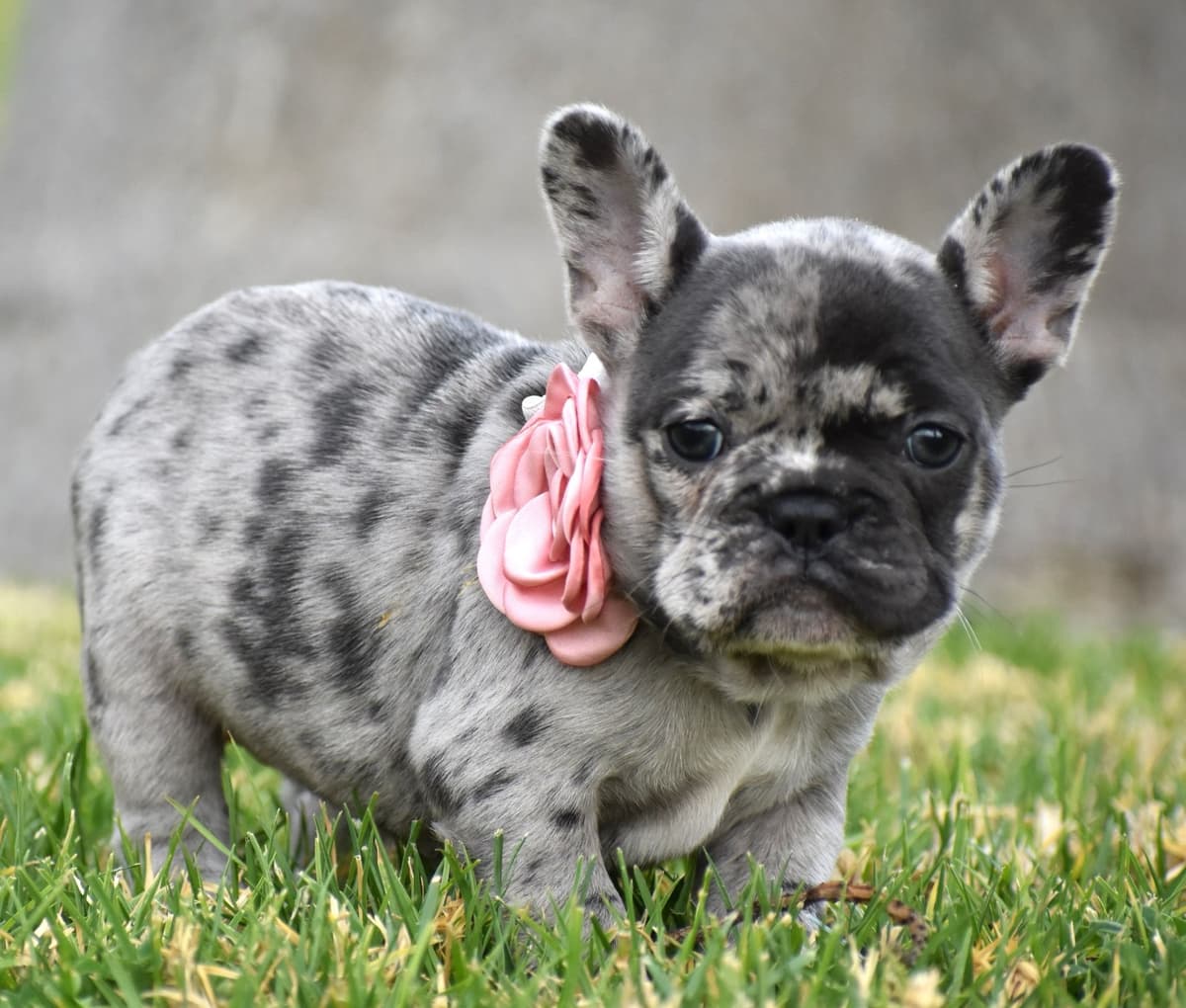 French Bulldog Puppies breeder image 4