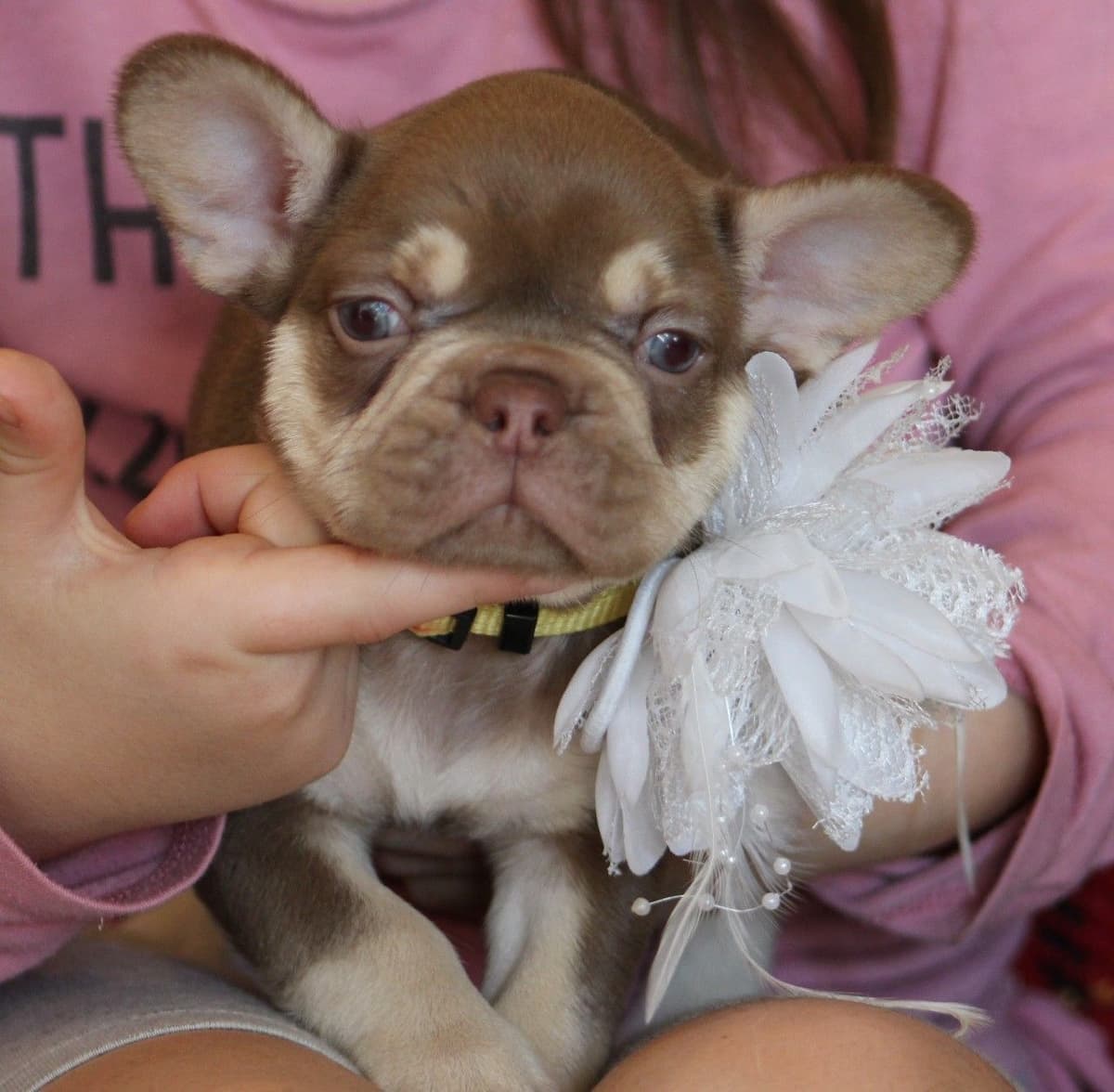 French Bulldog Puppies breeder image 5
