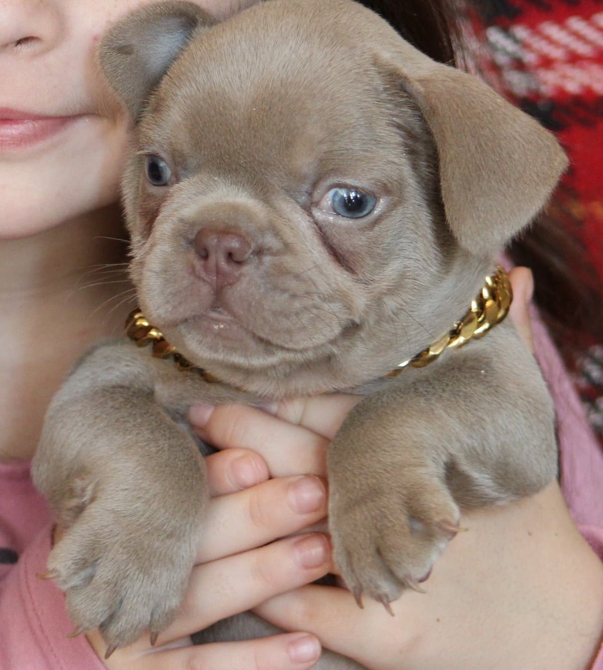 French Bulldog Puppies breeder image 6