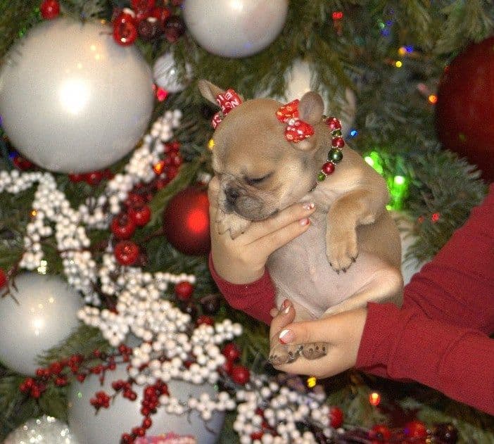 French Bulldog Puppies breeder image 7