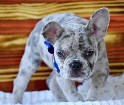 French Bulldog Puppies breeder image 8