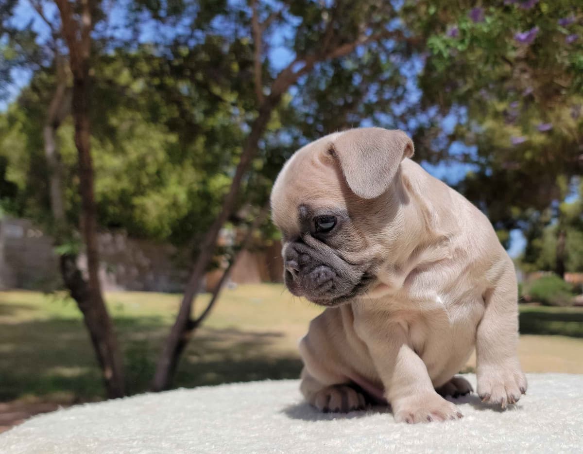 French Bulldog Puppies breeder image 9