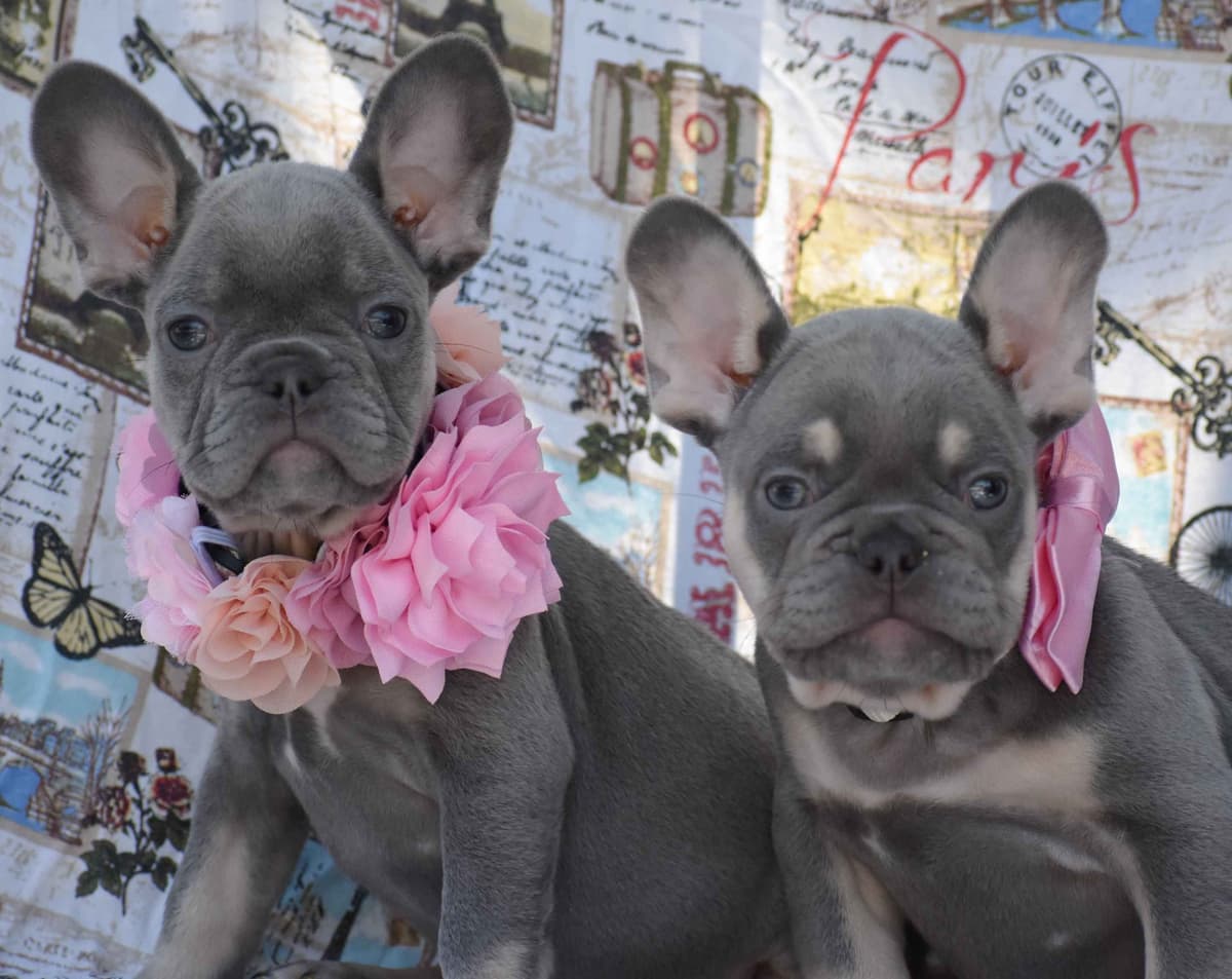 French Bulldog Puppies breeder image 10