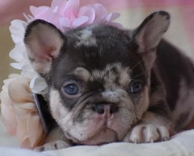 French Bulldog Puppies breeder image 11