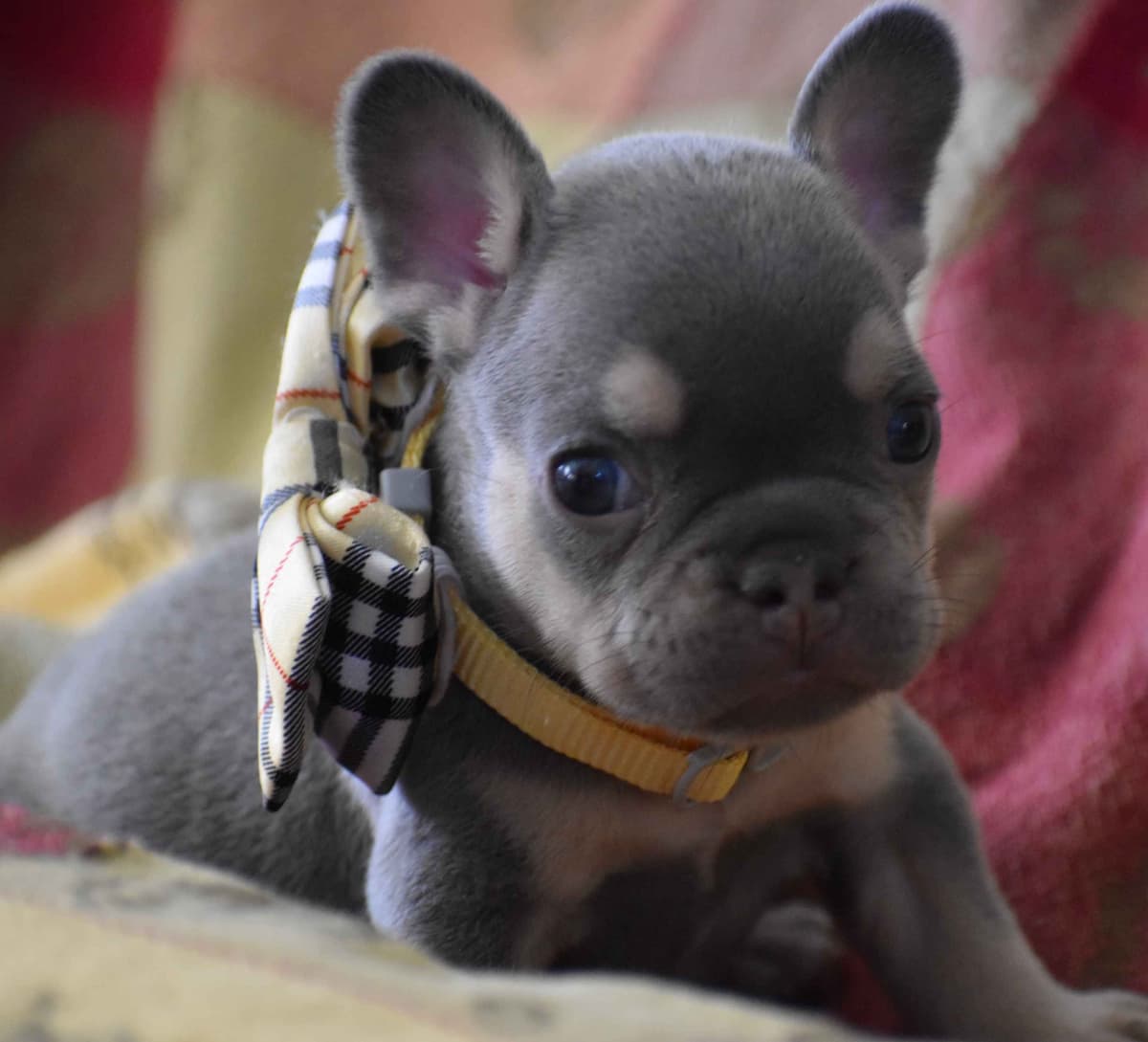 French Bulldog Puppies breeder image 12