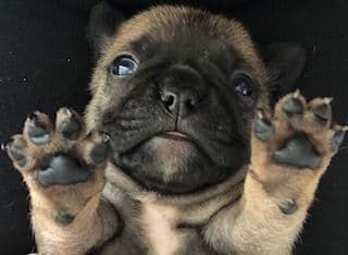 French Bulldog Puppies breeder image 15