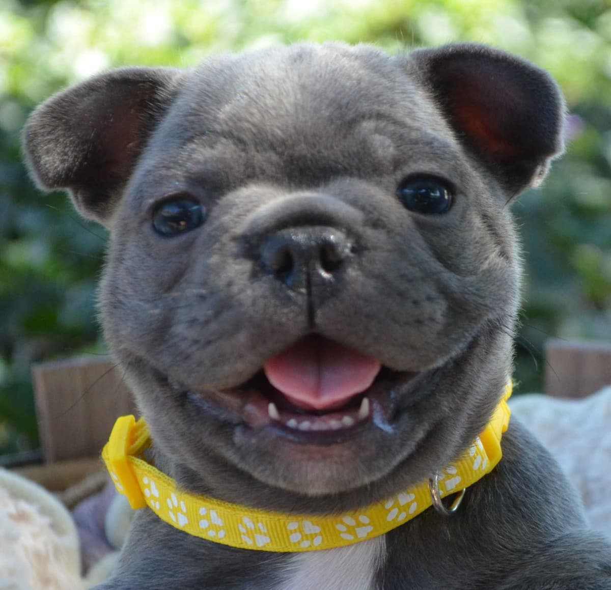 French Bulldog Puppies breeder image 17