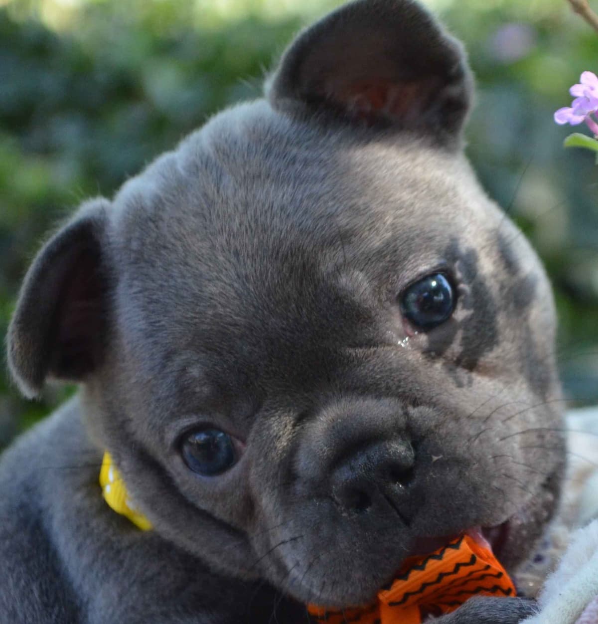 French Bulldog Puppies breeder image 18