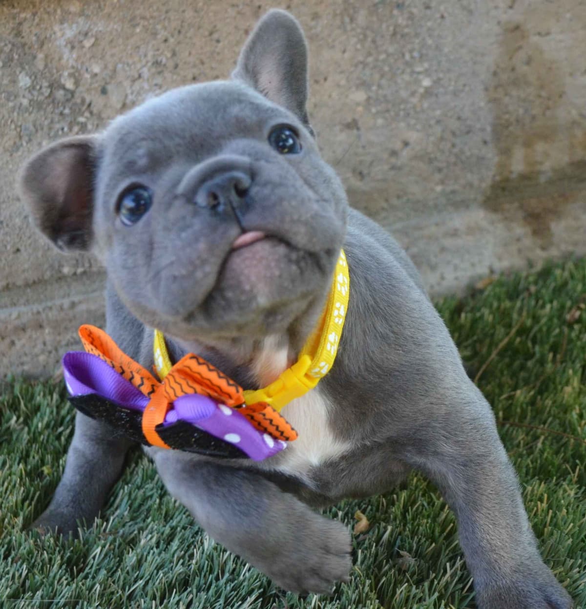 French Bulldog Puppies breeder image 19