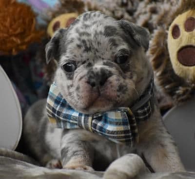 French Bulldog Puppies breeder image 20