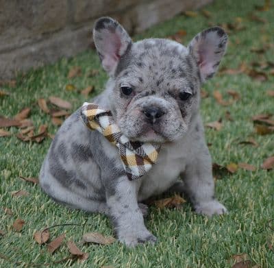 French Bulldog Puppies breeder image 21