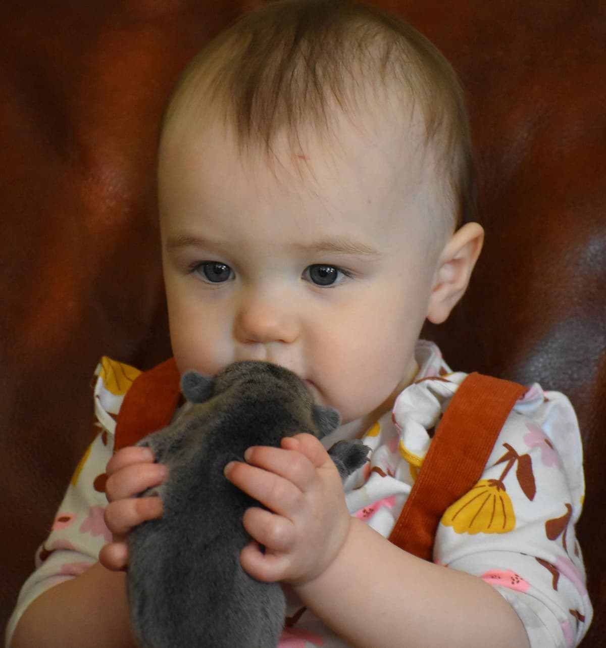 French Bulldog Puppies breeder image 22