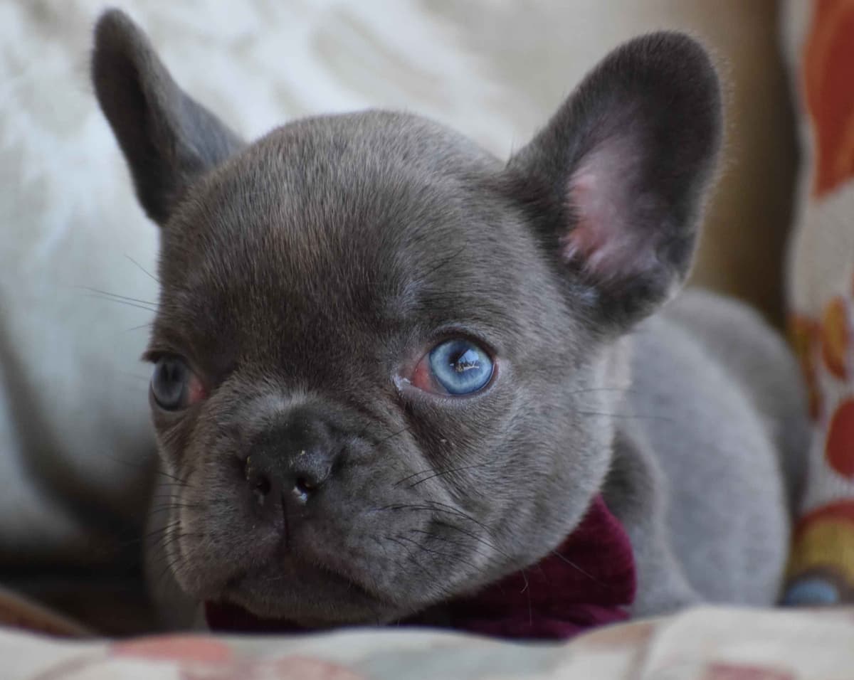French Bulldog Puppies breeder image 23