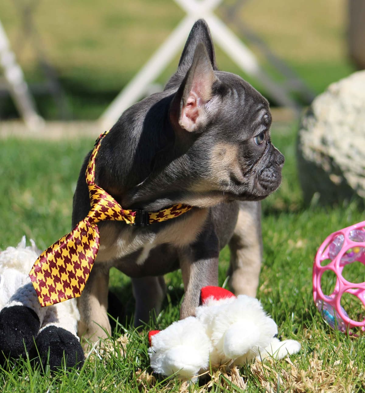 French Bulldog Puppies breeder image 25