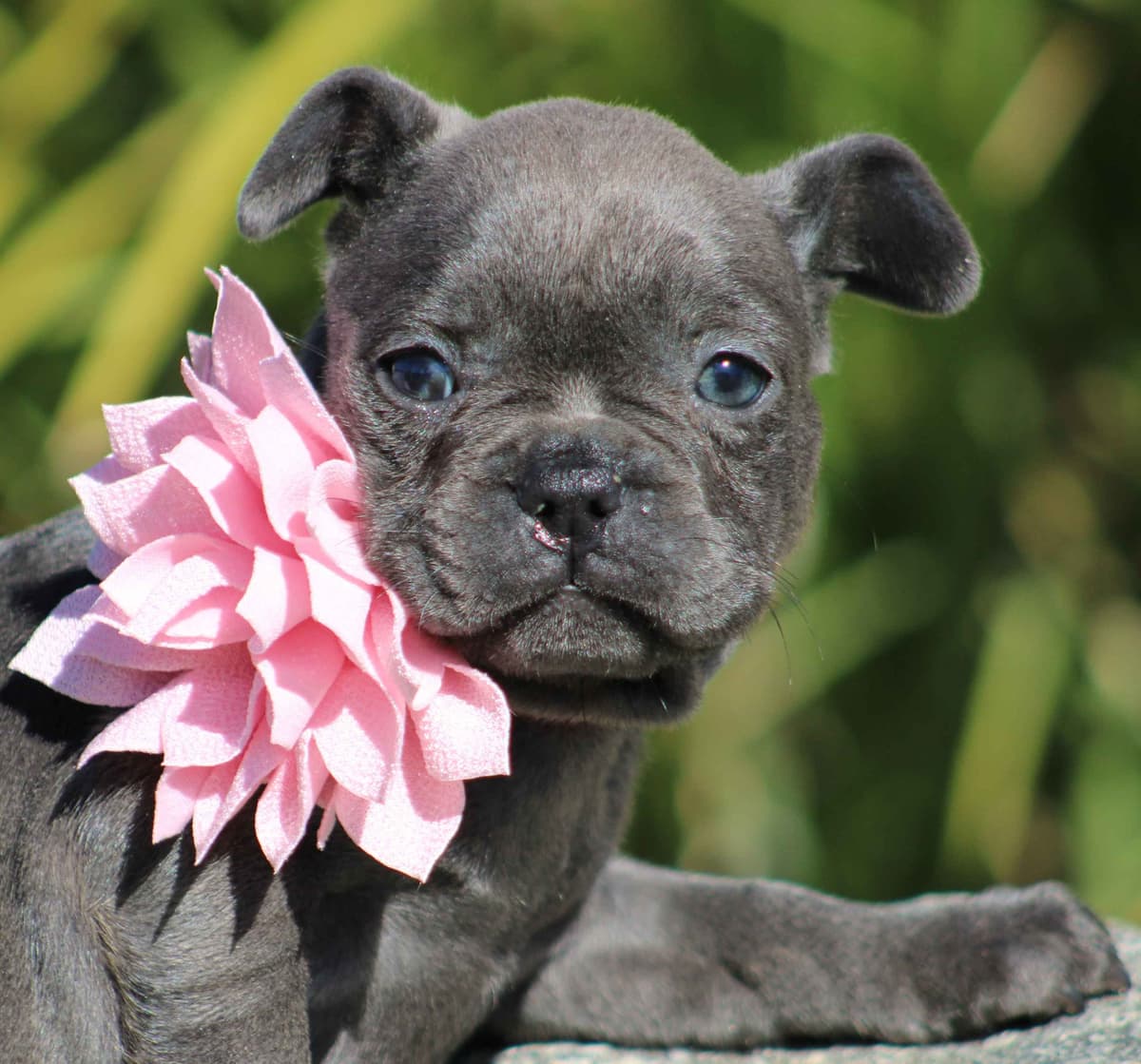 French Bulldog Puppies breeder image 26