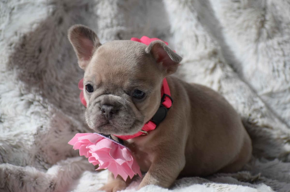 French Bulldog Puppies breeder image 27