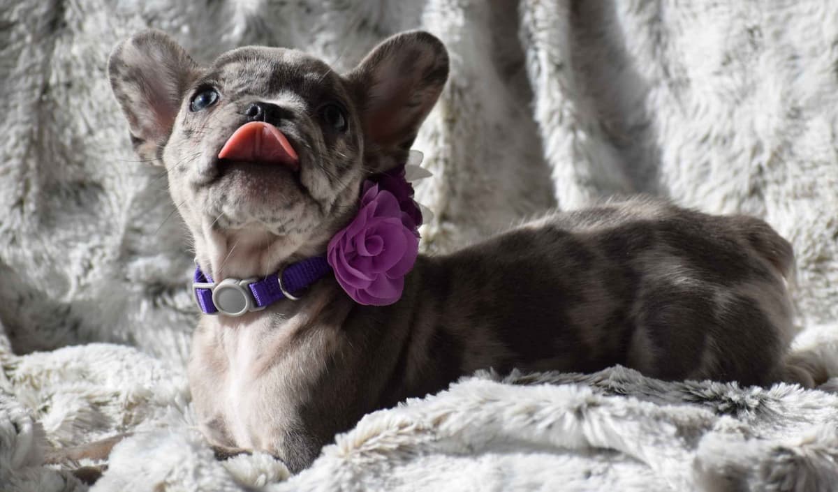 French Bulldog Puppies breeder image 29