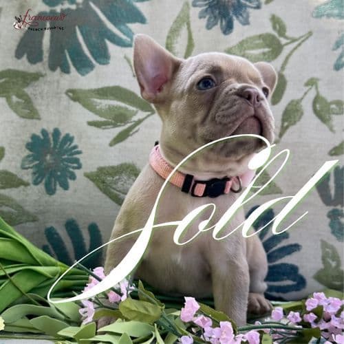 French Bulldog Puppies media 3