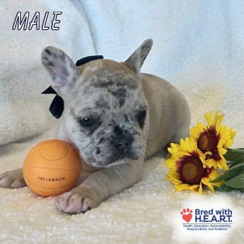 French Bulldog Puppies media 4