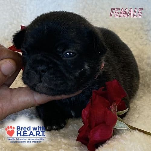 French Bulldog Puppies media 7