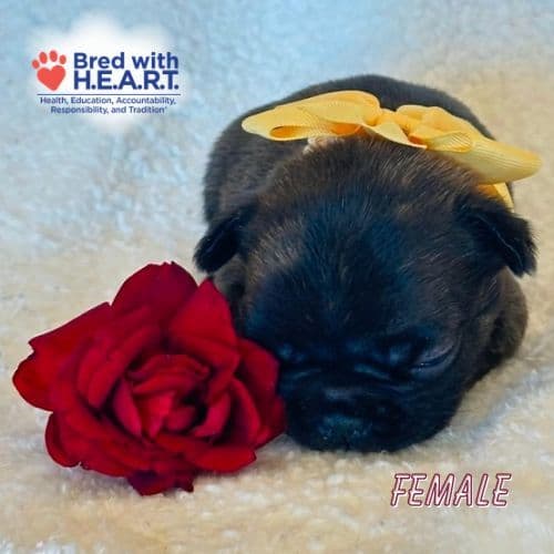 French Bulldog Puppies media 5