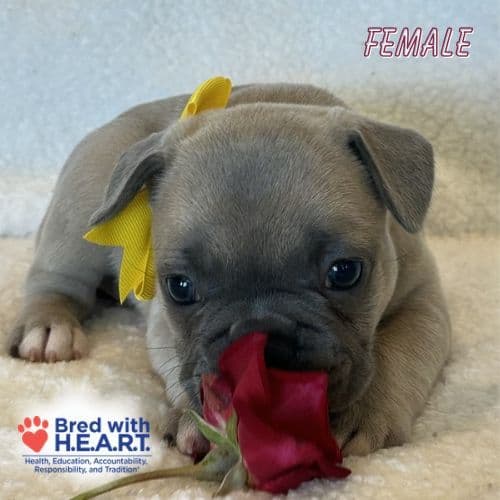 French Bulldog Puppies media 6