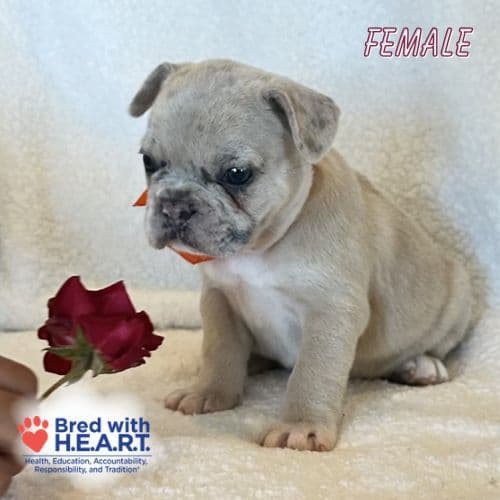 French Bulldog Puppies media 8
