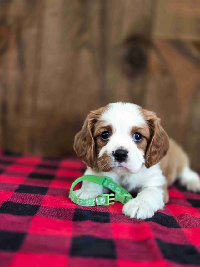 Cavalier King Charles Spaniel Puppies media 2