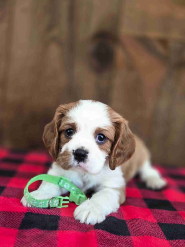 Cavalier King Charles Spaniel Puppies media 3