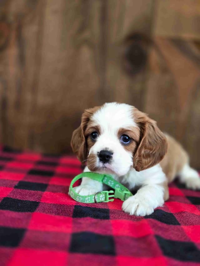 Cavalier King Charles Spaniel Puppies media 4