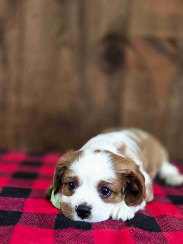Cavalier King Charles Spaniel Puppies media 5