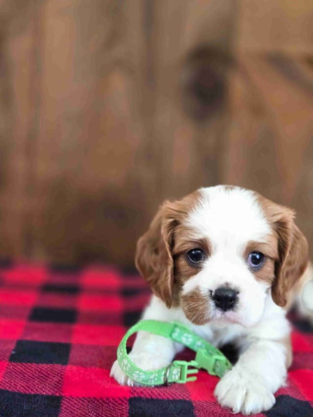 Cavalier King Charles Spaniel Puppies media 7
