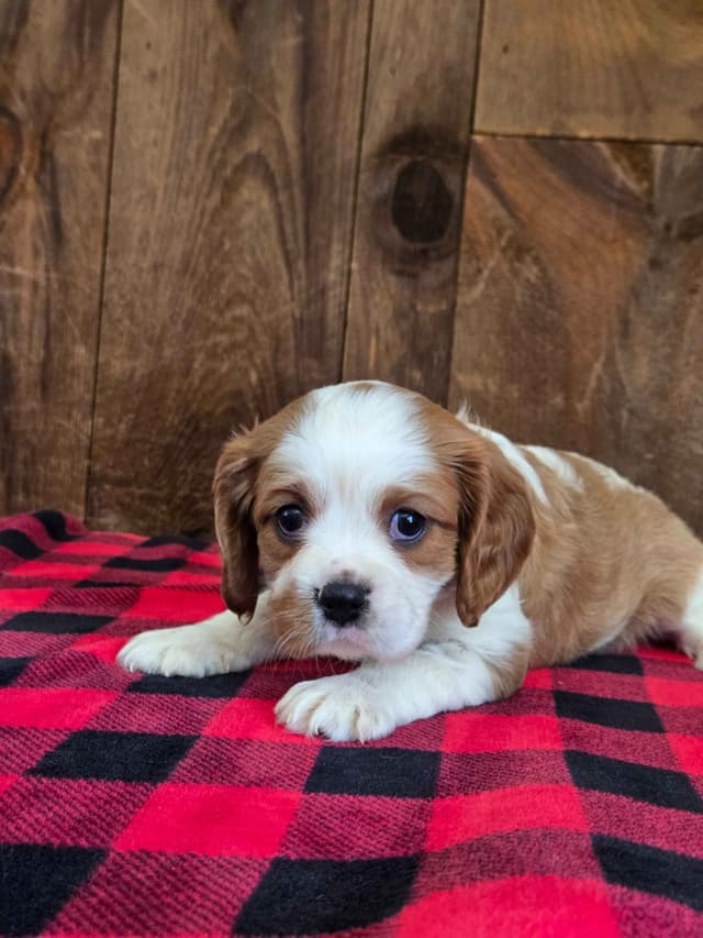 Cavalier King Charles Spaniel Puppies media 8