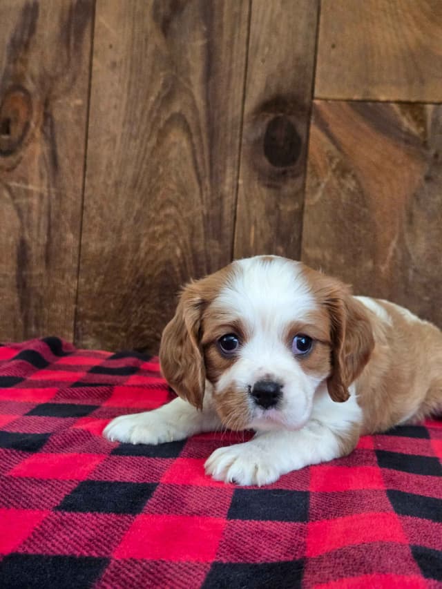 Cavalier King Charles Spaniel Puppies media 9