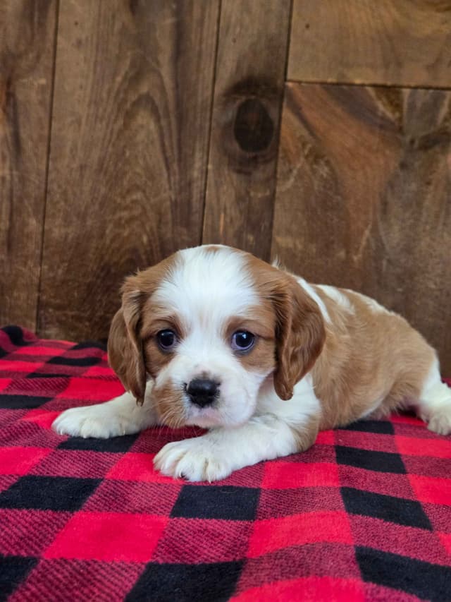 Cavalier King Charles Spaniel Puppies media 10