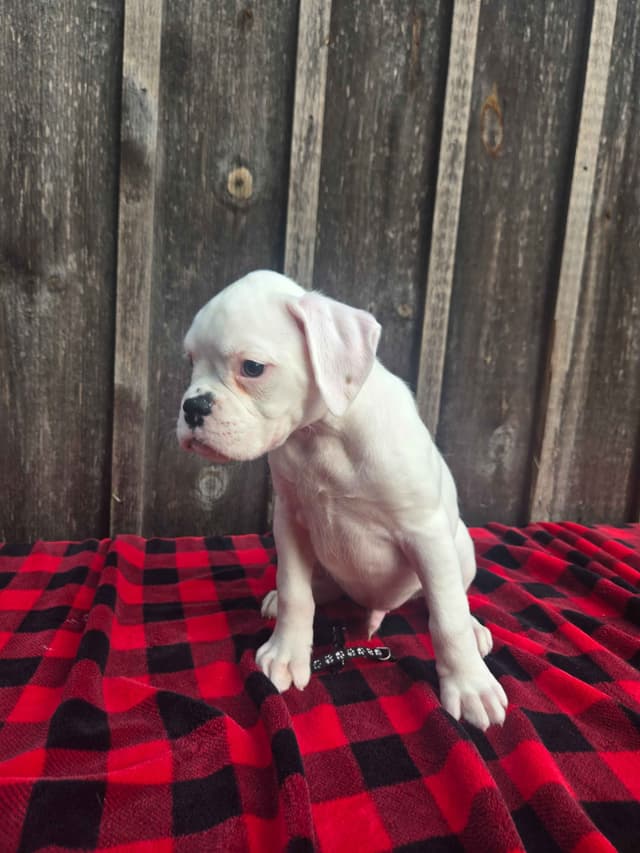 Boxer Puppies media 2