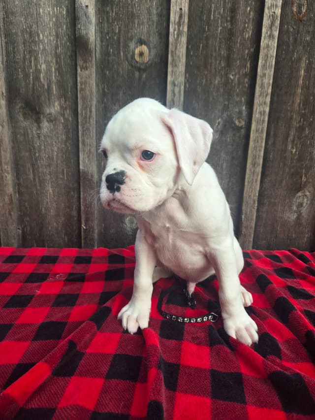 Boxer Puppies media 3