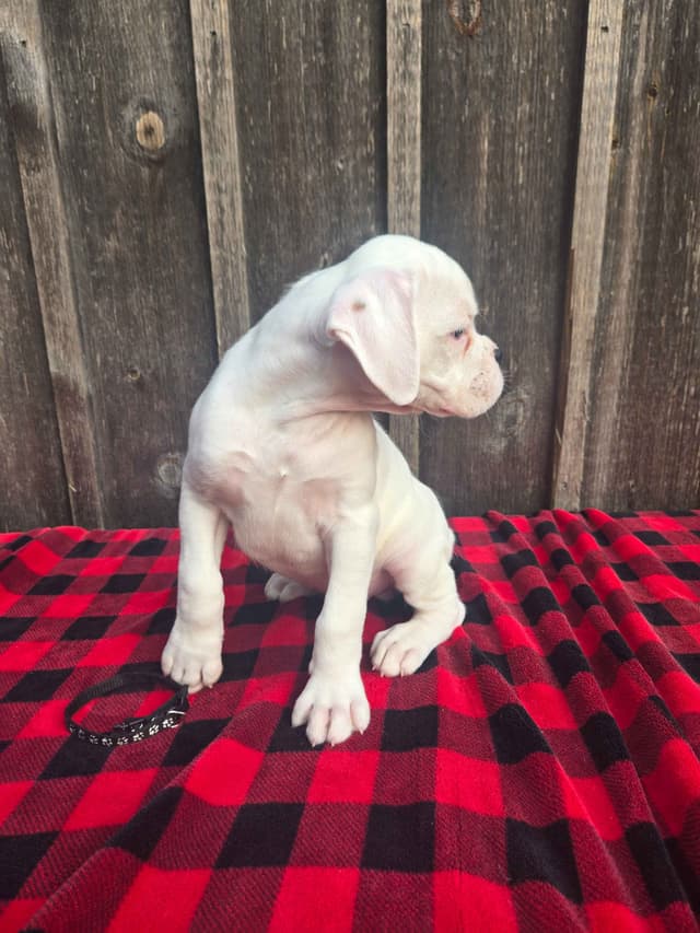 Boxer Puppies media 4