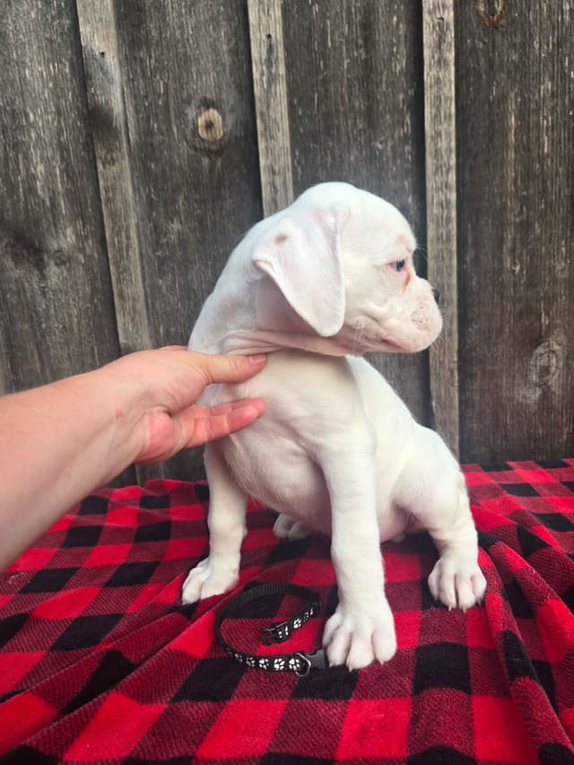 Boxer Puppies media 5