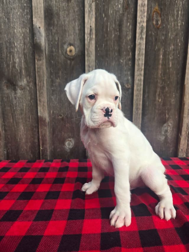 Boxer Puppies media 7
