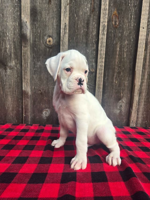 Boxer Puppies media 8