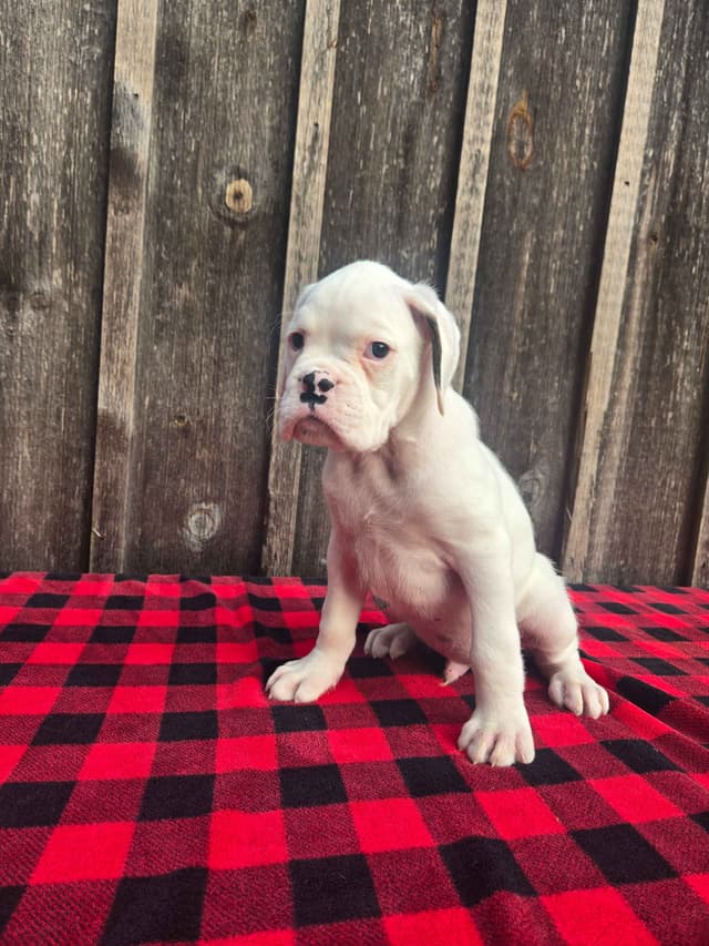 Boxer Puppies media 10
