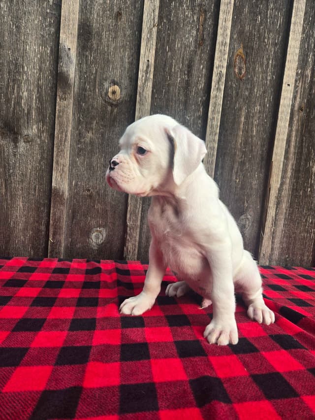 Boxer Puppies media 11
