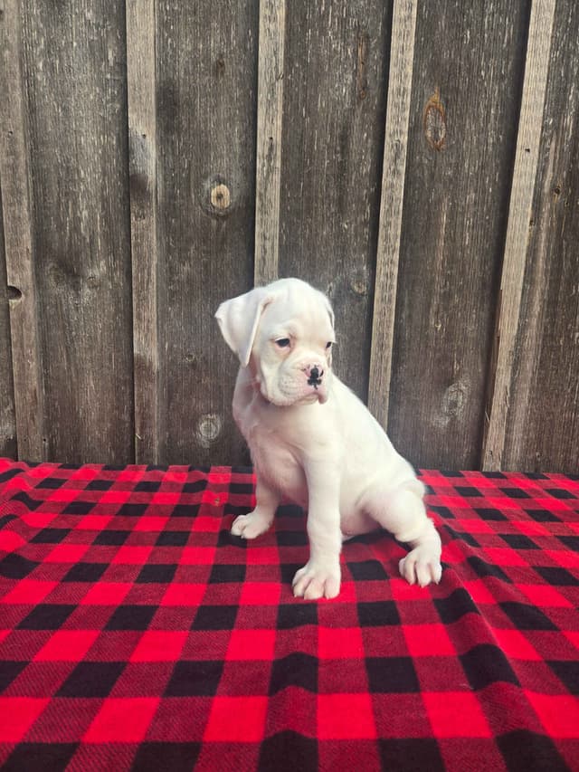 Boxer Puppies media 12
