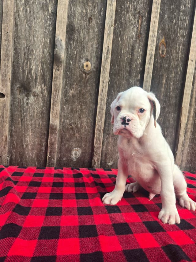 Boxer Puppies media 13